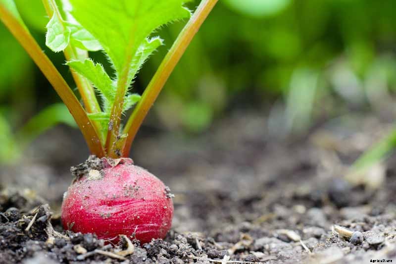 How to Plant A Southern Fall Vegetable Garden