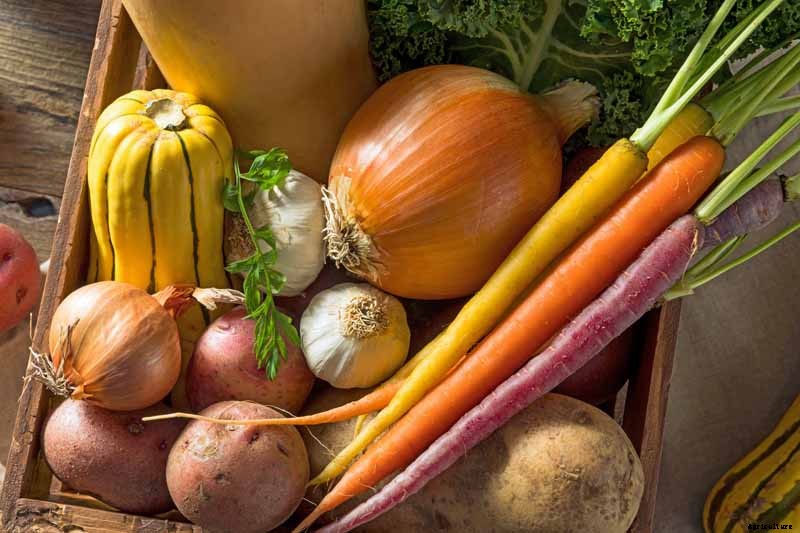 How to Plant A Southern Fall Vegetable Garden