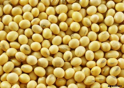 Indian farmers hold soybeans as demand stabilises