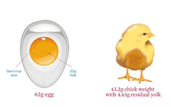 Factors affecting chick comfort and liveability from hatcher to brooding house