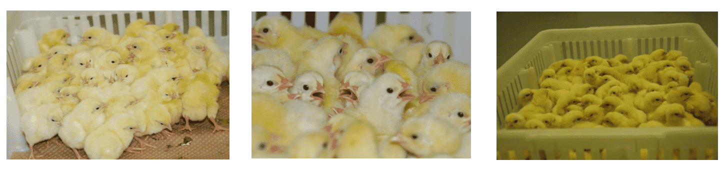 Factors affecting chick comfort and liveability from hatcher to brooding house