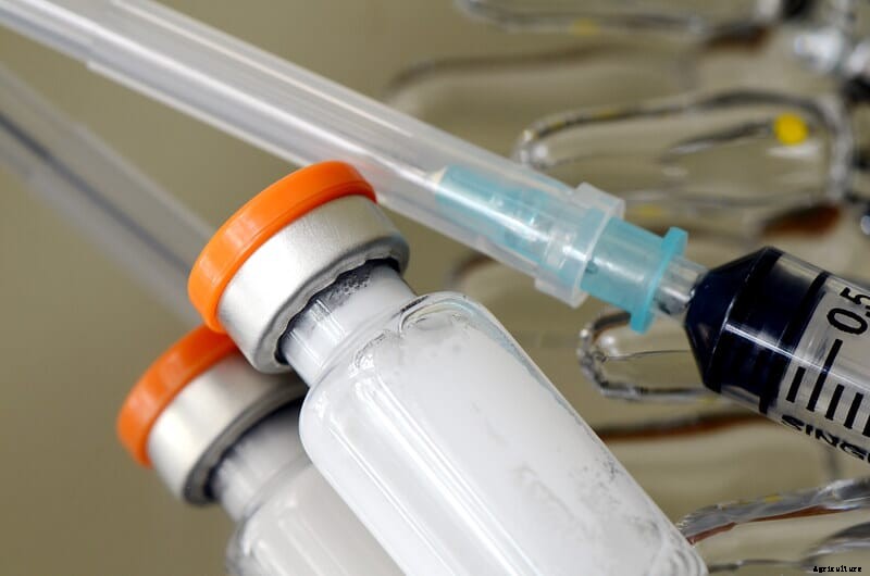 US livestock impacted by drug, feed shortages