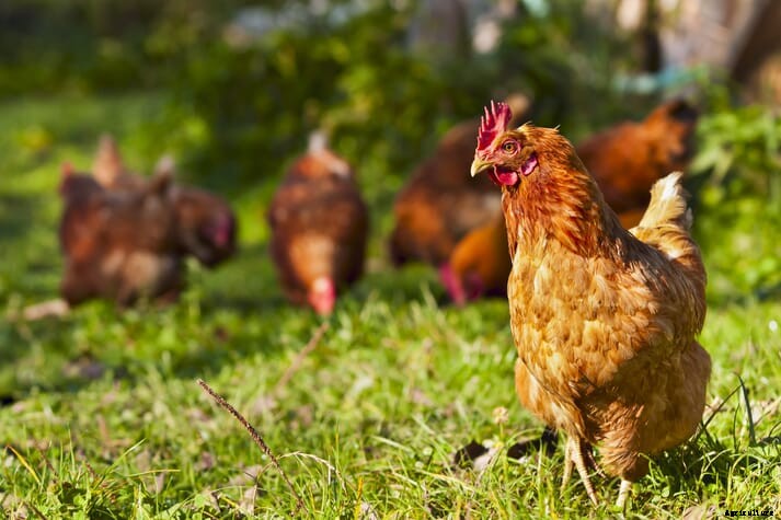 Research: adding foliage to pasture-based chicken habitat may increase growth, reduce infection