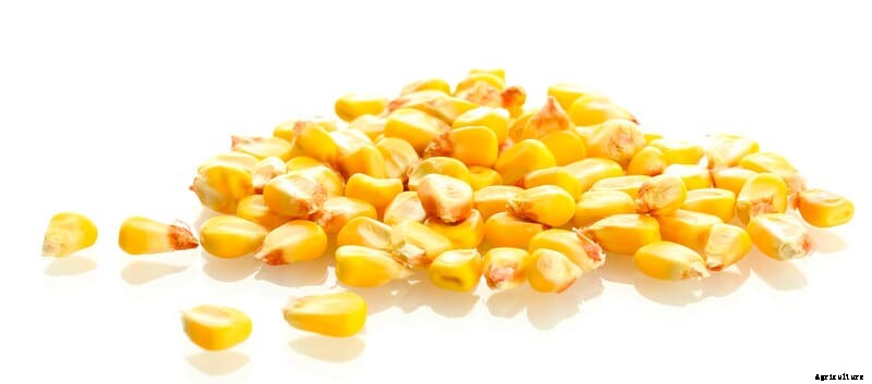 Nigerian farmers worry about shrinking margins