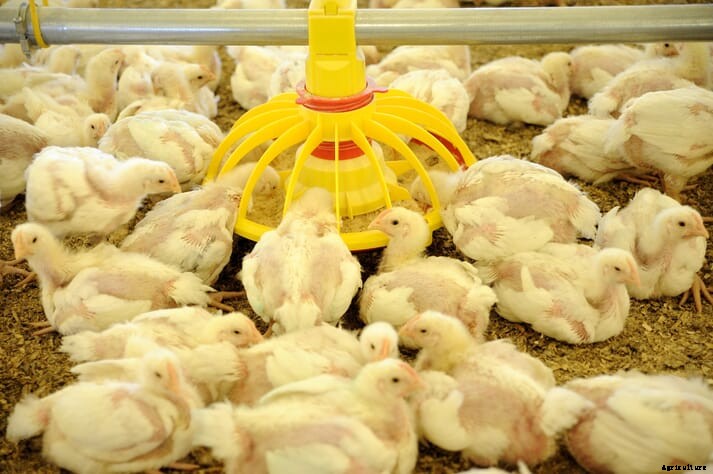 What's the value of increased feed spacing for broilers?