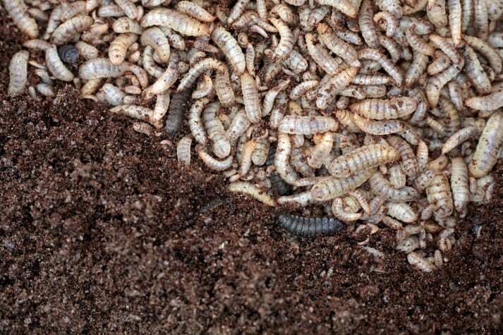 Insect-based protein – fad or panacea?