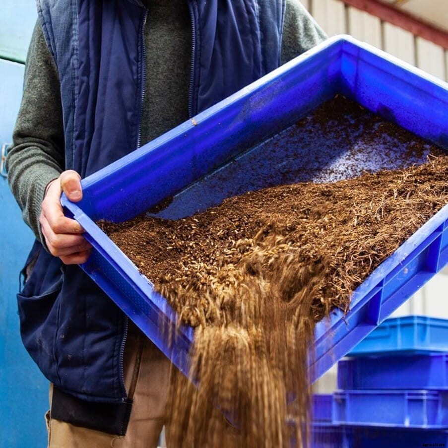 Insect-based protein – fad or panacea?