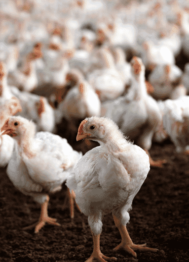 Slowing broiler growth under special circumstances using feed/nutritional interventions