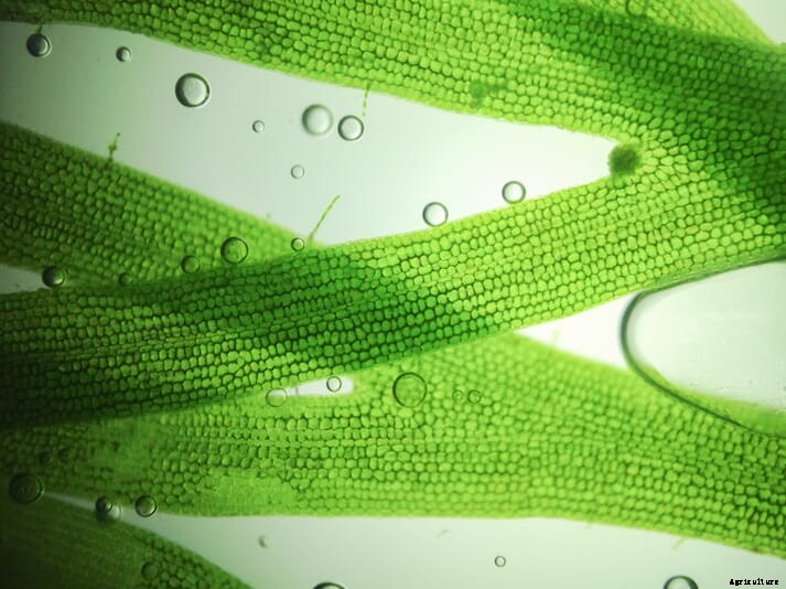 NUQO partners with Austrian university to develop algae-based livestock feed