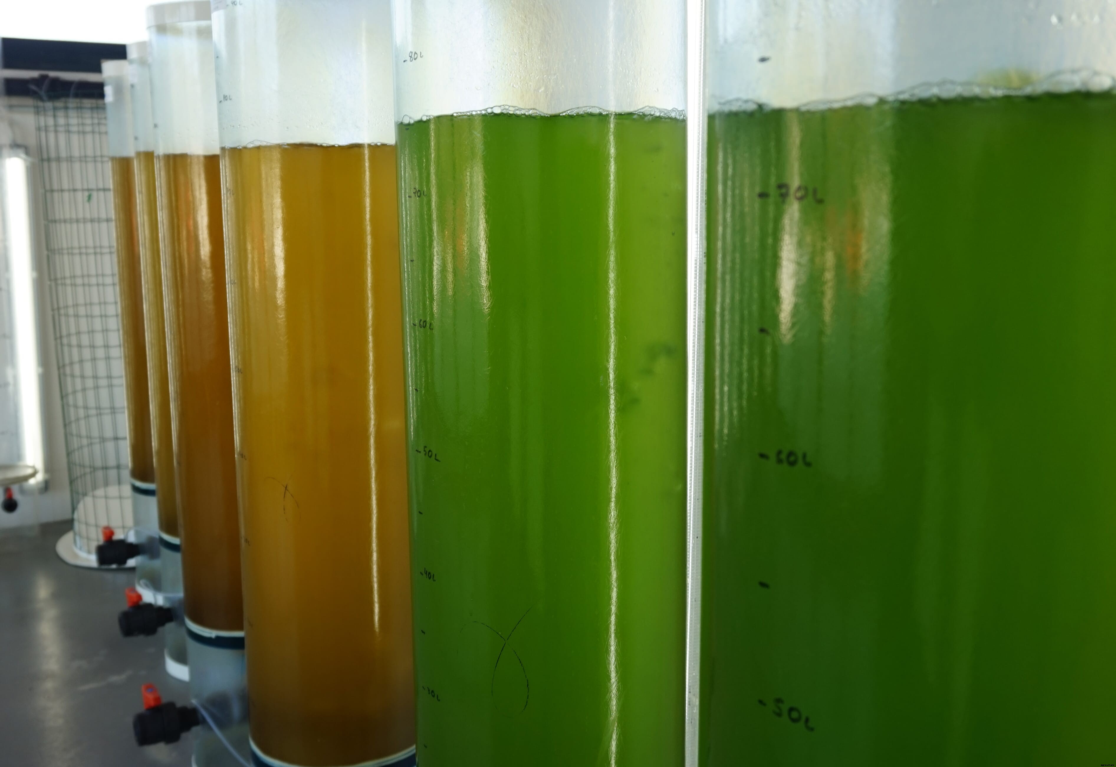 NUQO partners with Austrian university to develop algae-based livestock feed