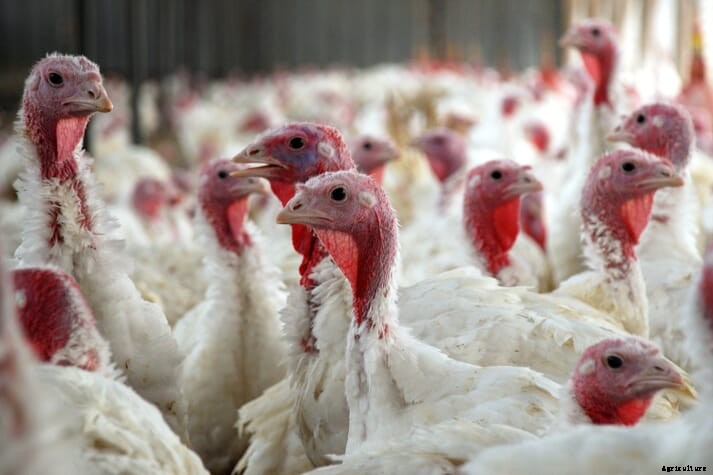 US researchers find that presence of ﻿Cochlosoma anatis﻿ parasite can undermine turkey production