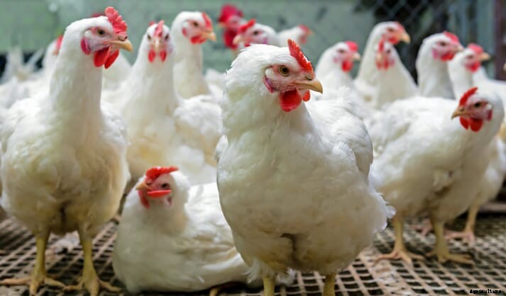 New analysis shows overall increase in global poultry production, but with Europe lagging
