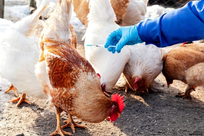 Lack of foreign workers leaves UK poultry industry vulnerable