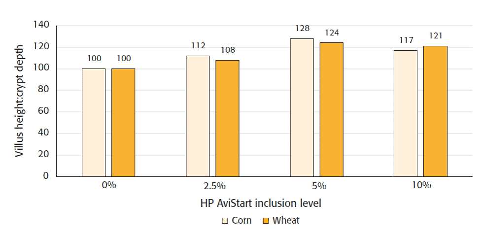Studies confirm best protein source for broiler starter feed