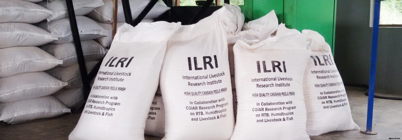 Innovation is turning cassava peels into livestock feed in Africa