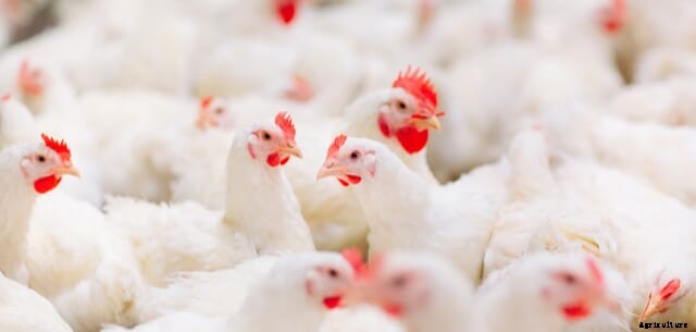 Rabobank Poultry Quarterly Q421: Global market recovers on improved fundamentals, but southeast Asia struggles