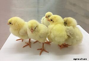 Local chicken breeds and domestic feed - a sustainable production approach?