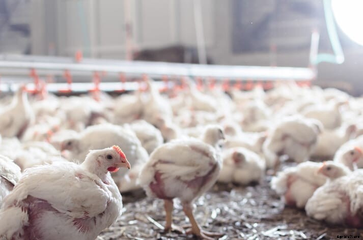 US broiler industry’s carbon footprint is declining, says NCC report