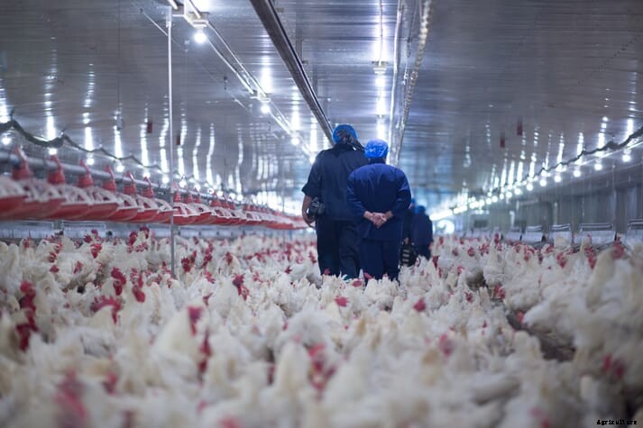 US broiler industry’s carbon footprint is declining, says NCC report