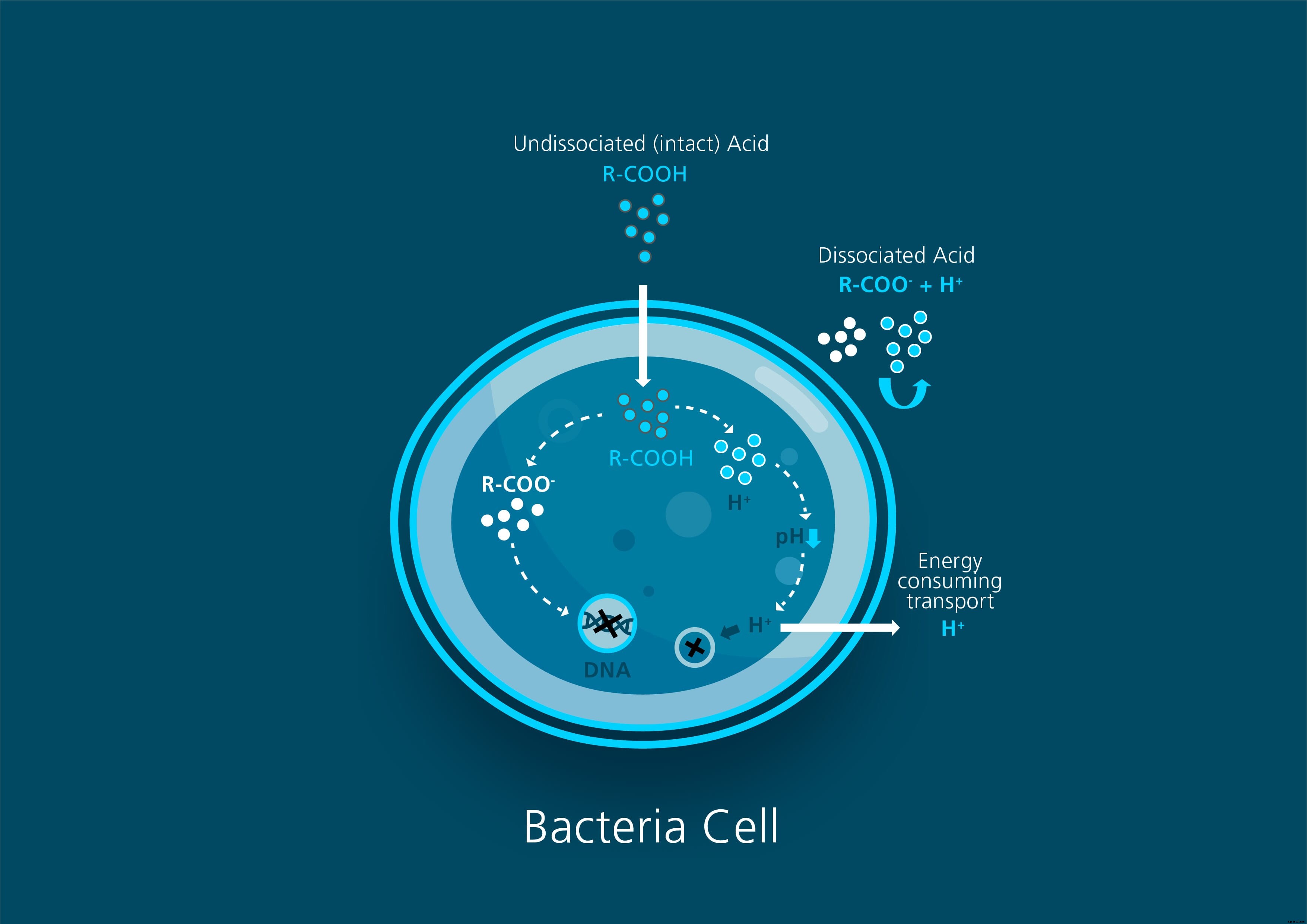Organic acids and their role on animal performance and welfare