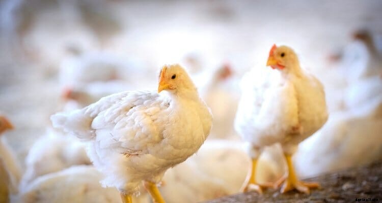 Higher activity in broilers with a good gait