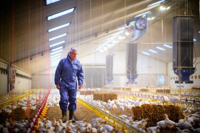 Five questions about chicken meat in supermarkets
