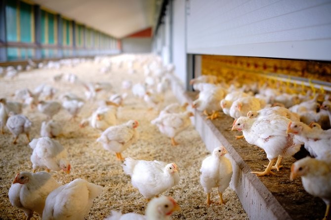Five questions about chicken meat in supermarkets