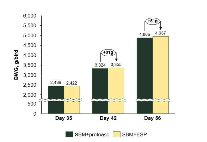 Enzyme-treated soy protein in broiler starter feed goes beyond improving dietary protein digestibility