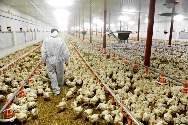 UK charity's legal challenge hopes to prevent use of fast-growing poultry breeds