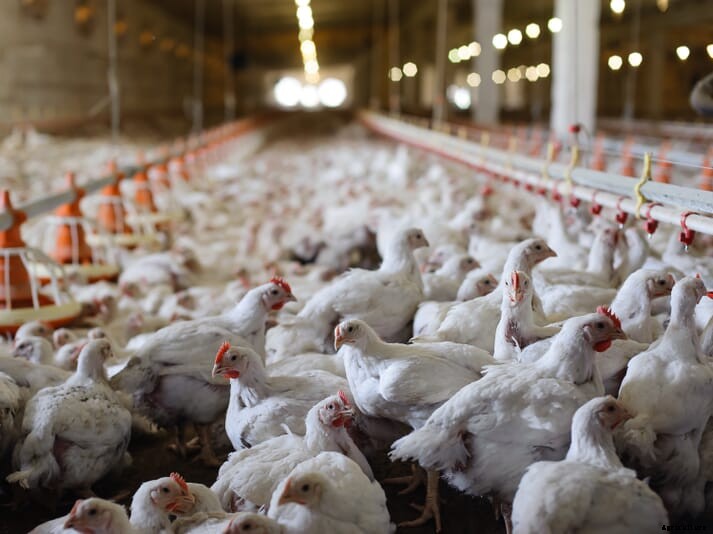 UK charity's legal challenge hopes to prevent use of fast-growing poultry breeds