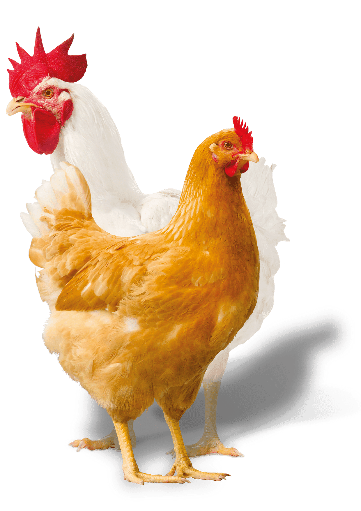 New poultry breed could help UK's Red Tractor assurance scheme deliver on sustainability goals