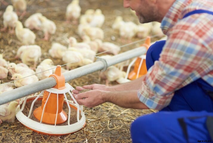 New poultry breed could help UK's Red Tractor assurance scheme deliver on sustainability goals