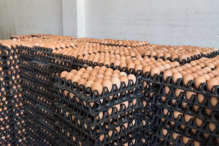 Weekly poultry digest: US broiler production set to decrease in 2022