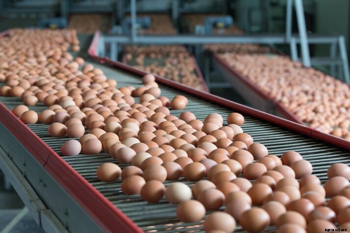 Weekly poultry digest: US broiler production set to decrease in 2022