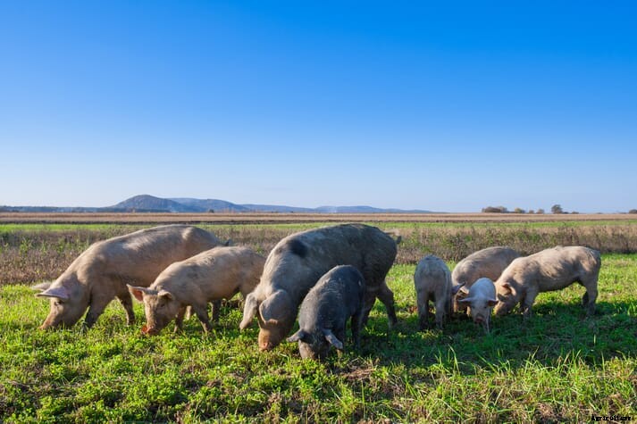 USDA greenlights extra aid for organic certification