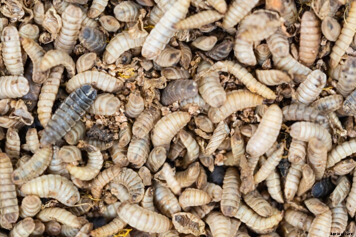 EU Authorises insect proteins for pig and poultry feed