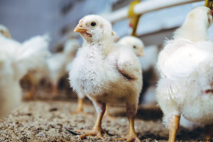 Sprouts Farmers Market commits to improving broiler chicken welfare