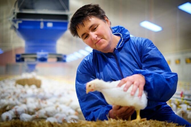 Dutch supermarkets to adopt new poultry welfare standard by 2024