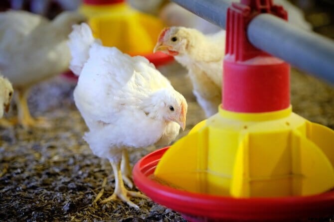 Dutch supermarkets to adopt new poultry welfare standard by 2024
