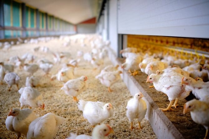 Dutch supermarkets to adopt new poultry welfare standard by 2024