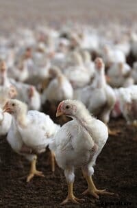 What does it mean for a broiler chicken to have reduced walking ability?