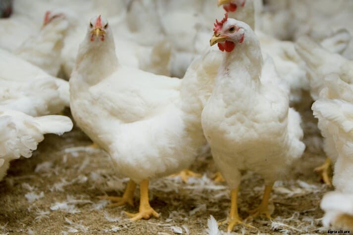 Animal welfare groups applaud Giant Eagle for adopting Better Chicken Commitment