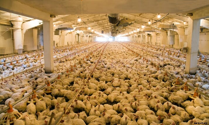 Leading Food and Retail Brands Announce Formation of US Working Group for Broiler Welfare