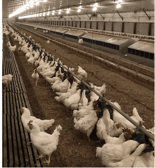 Fundamentals to managing male straight-line pan feeders