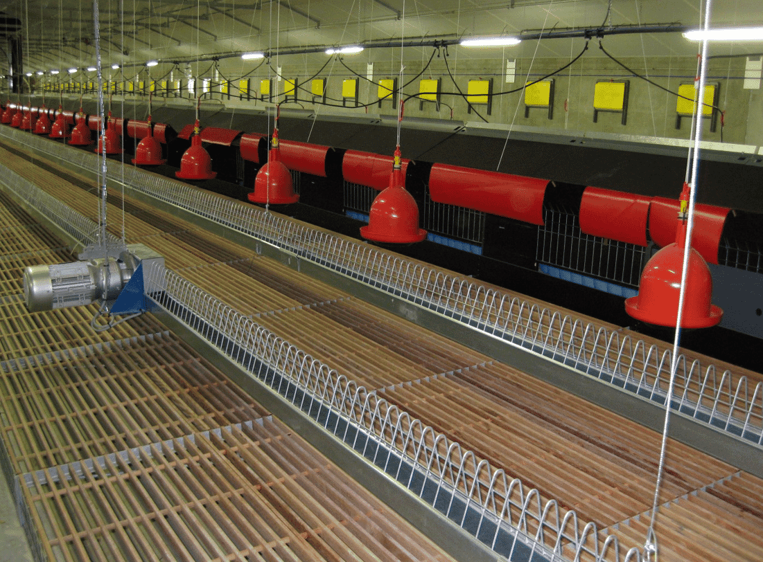 How do broiler breeders choose where to lay an egg?