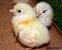Hatching broilers in stables rather than in hatcheries increases animal welfare