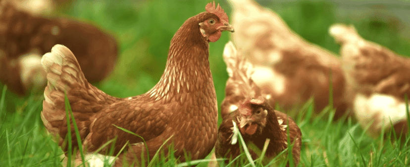 Former Tyson CEO shares poultry expertise with small-scale farmers in Rwanda