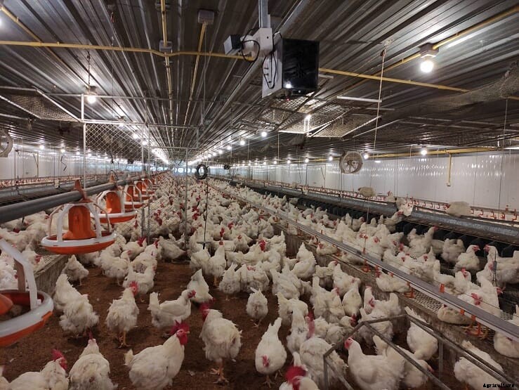 CP Foods unveils new humane farming model for swine and poultry