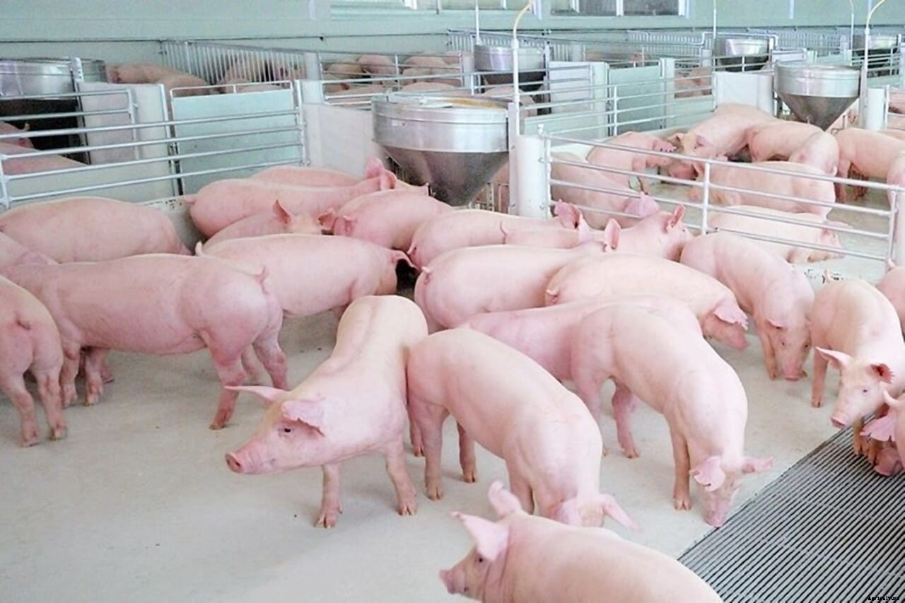 CP Foods unveils new humane farming model for swine and poultry