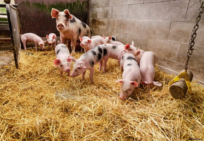 Tyson Foods integrates the five domains of animal welfare across its global operations